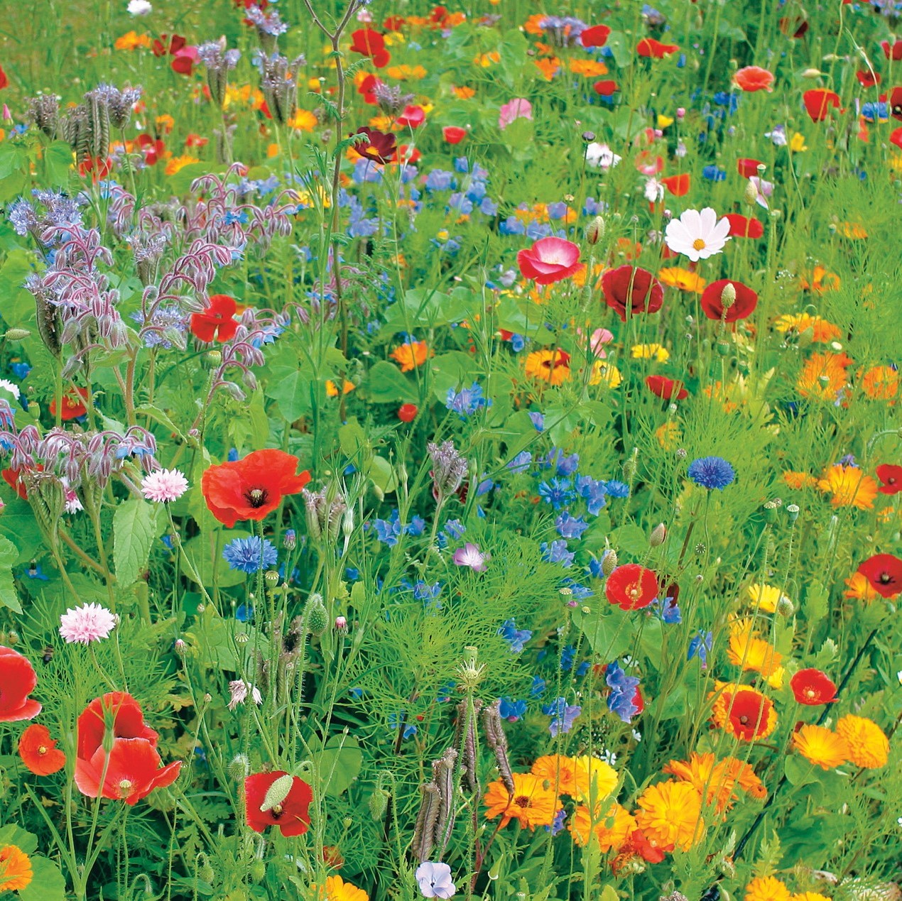 Garden Supply Direct > Home